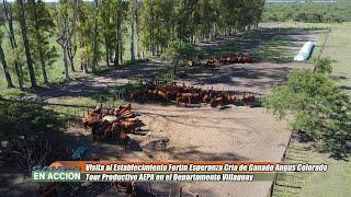 Cría de Angus Colorado en el Establecimiento Fortín Esperanza - Carlos Adjoyan