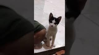 Menik bantu ayah - helps dad #shorts #cutecat