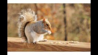 How to Participate in Project Squirrel on Scistarter.org/Education