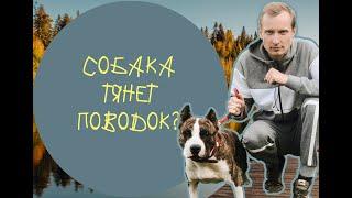 Как отучить собаку тянуть поводок?