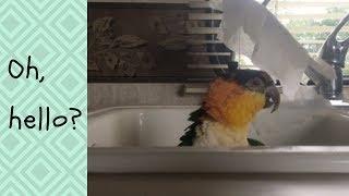 Kumquat - Caique Taking a Bath