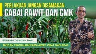 PERAWATAN CMK DI LAHAN BEKAS 2 TAHUN | SI KUNING BUAH LEBAT