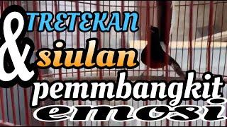 SIULAN & KRETEKAN.!!,MENINGKATKAN EMOSI MURAI BATU FIGHTER