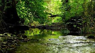 RELAXING BIRDSONG BY THE FOREST CREEK, NIGHTINGALE WITH BLACKBIRD IN THE BACKGROUND, NATURAL