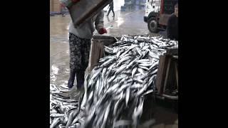 Process of Making Pickled Mackerel. Korean Seafood Mass Production Factory