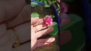 #shorts Liangli Micro Lotus - From Planting to Flowering