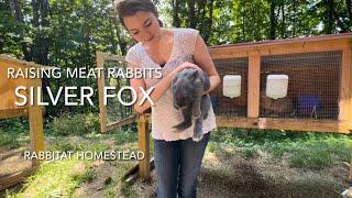 Inside look at raising rabbits | Silverfox Meat Rabbits!