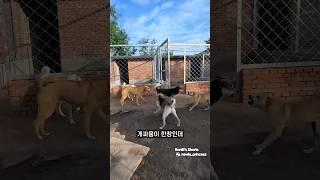 진짜 개지리는 서열 1위 사냥개 피지컬ㄷㄷ