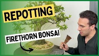 Firethorn bonsai repot