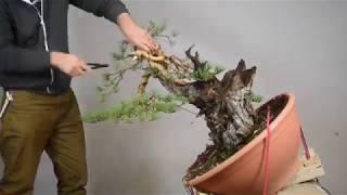 Pine Bonsai Timelapse