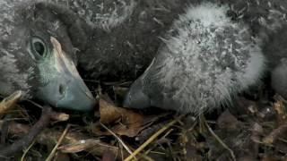 AEF-DC EAGLE CAM  POST RESCUE: AMAZING CLOSE-UP TOGETHERNESS