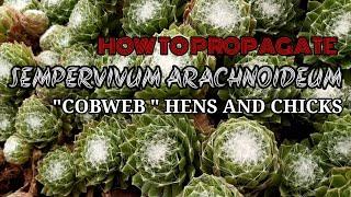 HOW TO PROPAGATE SEMPERVIVUM ARACHNOIDEUM "COBWEB "/ HENS AND CHICKS   #93