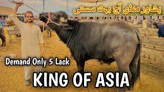 Saturday Peshawar Mandi Ke rates Bohot Achay || King Of Asia 5 Lack ka bohot sasta Cow mandi 2024