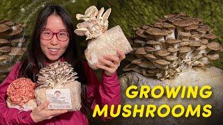 GROWING EDIBLE MUSHROOMS at Home! Episode 1