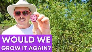 Reviewing the Purple GMO Tomato | Is It Worth It?