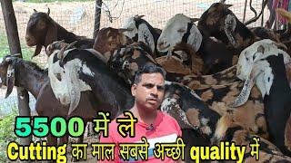 Cutting ka maal Sabse acchi Quality me Tawar Goat Farm Ajmer Rajasthan