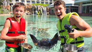 Swarmed by Hungry Stingrays!