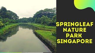 Springleaf Nature Park | Best of Singapore | Nature Walk | Parks