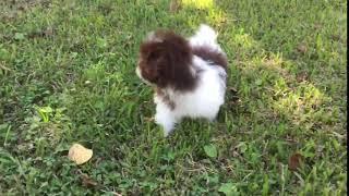Milo the Havanese Puppy