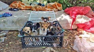 Six Puppies Abandoned in Box Cried for Help Until Someone Heard them