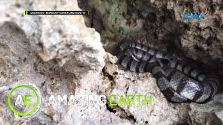 Amazing Earth: One of the world's most dangerous snakes lives on a tourist island in Masbate!