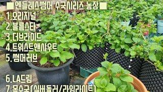 엔들레스썸머 수국농장 구경오세요(직접 생산 및 판매까지)