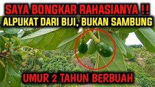 HOW TO FORCE ‼️ AVOCADO TREE FROM SEED TO FRUIT FASTER (OFF SEASON) - 2 Years After Planting