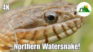 The Northern Water Snake: Everything You Need To Know!