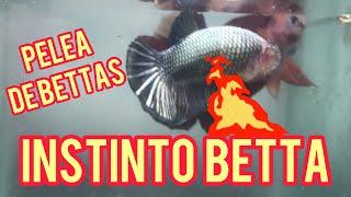 Qué pasa si ponemos dos BETTAS machos juntos en la misma pecera?