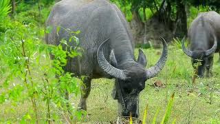 looking buffalo family are coming eating everying...