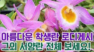 아름다운 착생란 로디게시 그외 서양란 전체 보시고 착하게 업어가세요!! [꽃밭에서 난원]판매 난초 orchid 서양란 카틀레야 석곡 풍란 춘란 해피 성탄절 모두행복하세요 온기 정원