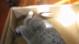 My cat playing in cat nip.