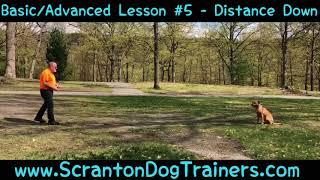 Best dog Trainers in Scranton, PA ||| Distance Down Lesson ||| Off Leash K9 Training, Scranton