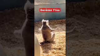 В поисках гармонии и умиротворения | Весёлая Утка