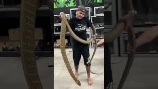 The #biggest Venomous Snake in the World #kingcobra#venomous #florida #snake #huge #largest #shorts