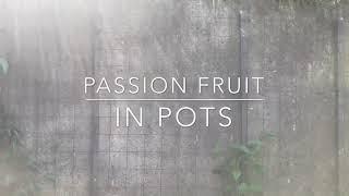 Growing passion fruit plants from pots