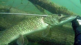 Szczupak 5 kg  / Spearfishing pike 11 lb