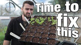 Germination Problems | March Sowing Marathon | Gutter Peas | Allotment Flowers