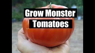 5 Secrets To Growing Giant Tomatoes