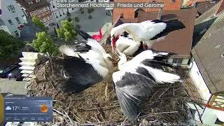 2024 07 01 Storchennest Höchstadt, Gerome und auch Frieda Hochleistung bei der Versorgung der Wilden