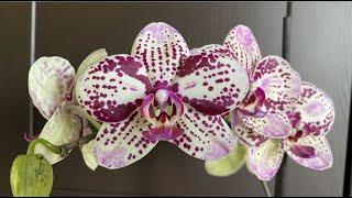 ОРХИДЕЯ фаленопсис Фронтера Phalaenopsis Frоntera