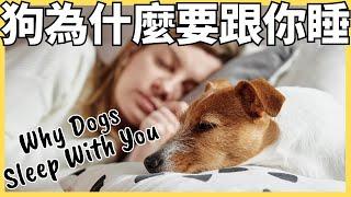 為什麼狗喜歡和主人睡覺的9個理由，看完再決定要不要讓牠上床｜Why Dog Sleep With You? CC 中文字幕CC English