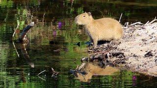 QUEM SOU EU? | Capivara