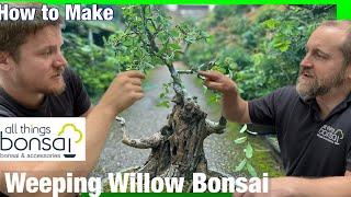 Weeping Willow Bonsai - How to grow and make bonsai trees from Salix. Pruning and Wiring