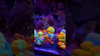 nano reef aquarium #aquarium #marineaquarium #reef #sgreefclub #sgreefers #reefsg #sgreeftank