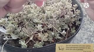 Orostachys furusei como cuidar e tirar mudas