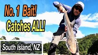 The Best Bait For Surfcasting & Drone Fishing On The South Island, NZ