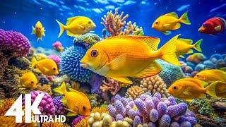 Aquarium 4K VIDEO (ULTRA HD)  Beautiful Coral Reef Fish - Relaxing Sleep Meditation Music