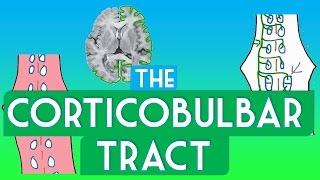 Corticobulbar tract - Soton Brain Hub