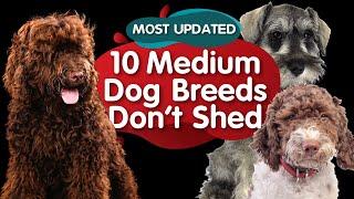 Top 10 Medium Size Dog Breeds That Dont Shed (MOST UPDATED)
